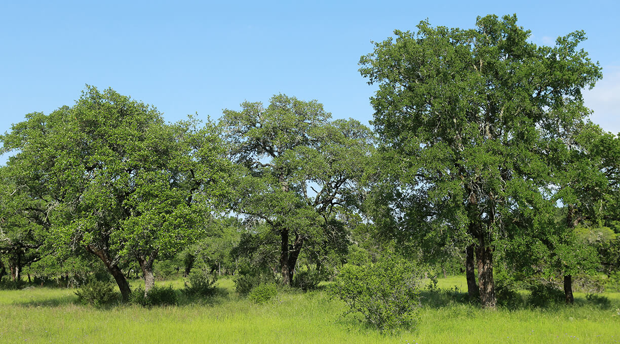 Escondida Ranch Wimberley