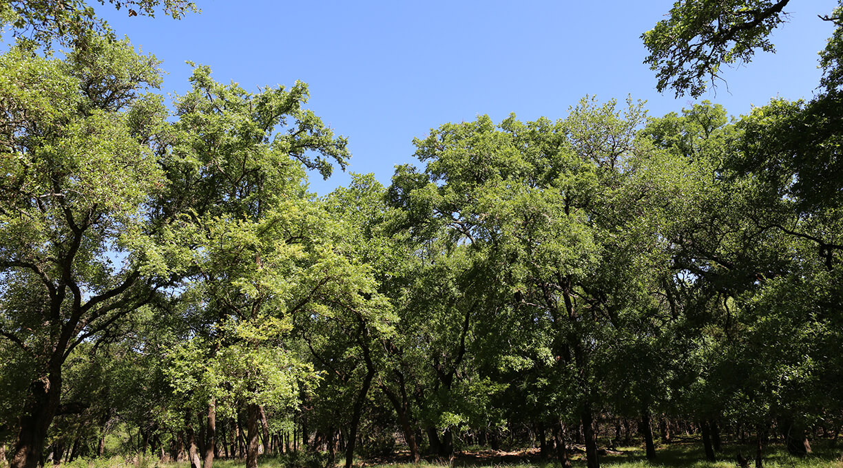 Escondida Ranch Wimberley