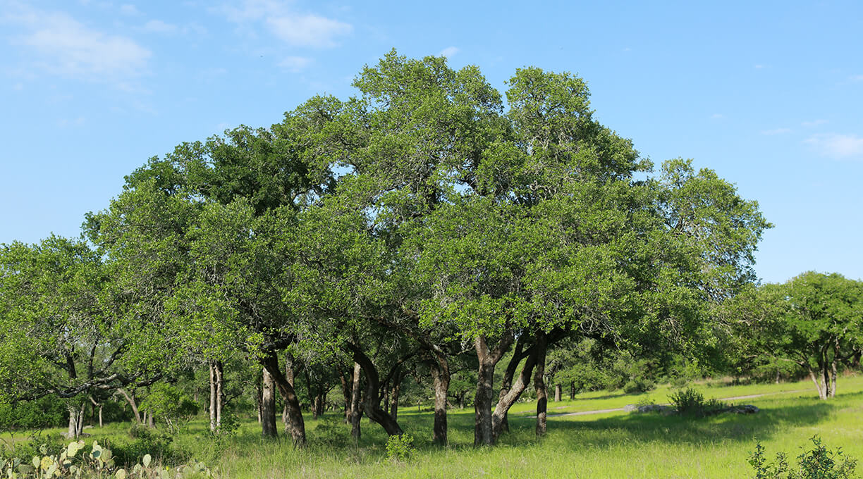 Escondida Ranch Wimberley